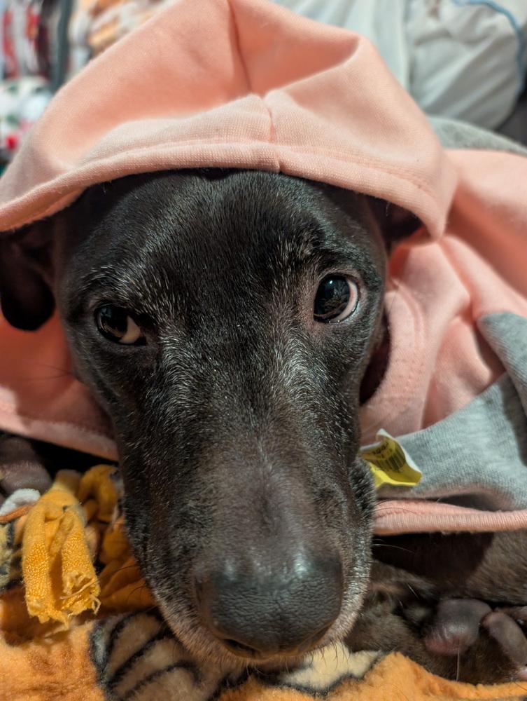 Jasper, Adoptable, Adult Female American Staffordshire Terrier.