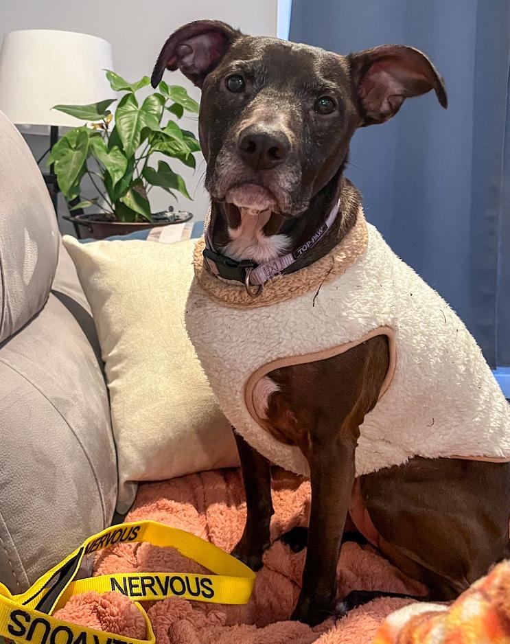 Jasper, a Adoptable mixed breed in Spokane, WA image 2/6