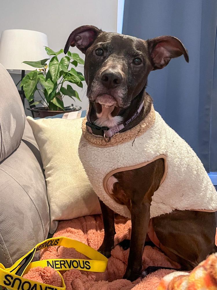 Jasper, Adoptable, Adult Female American Staffordshire Terrier.