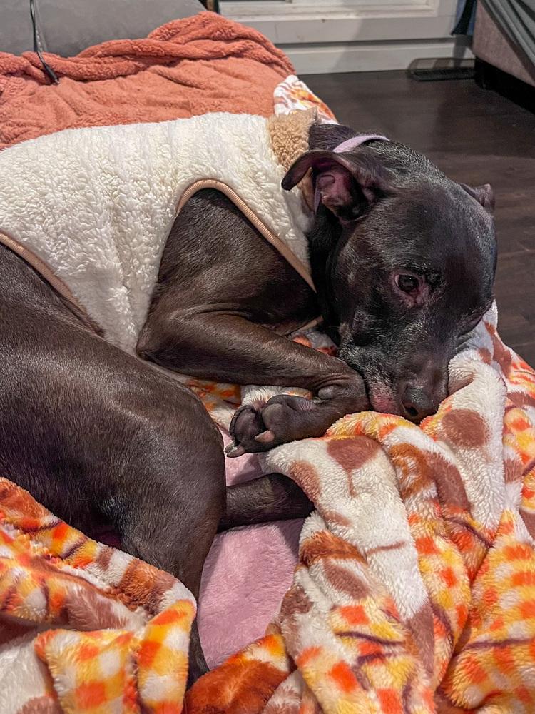 Jasper, a Adoptable mixed breed in Spokane, WA image 5/6