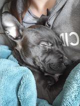 Jasper, a Adoptable mixed breed in Spokane, WA image 2/5