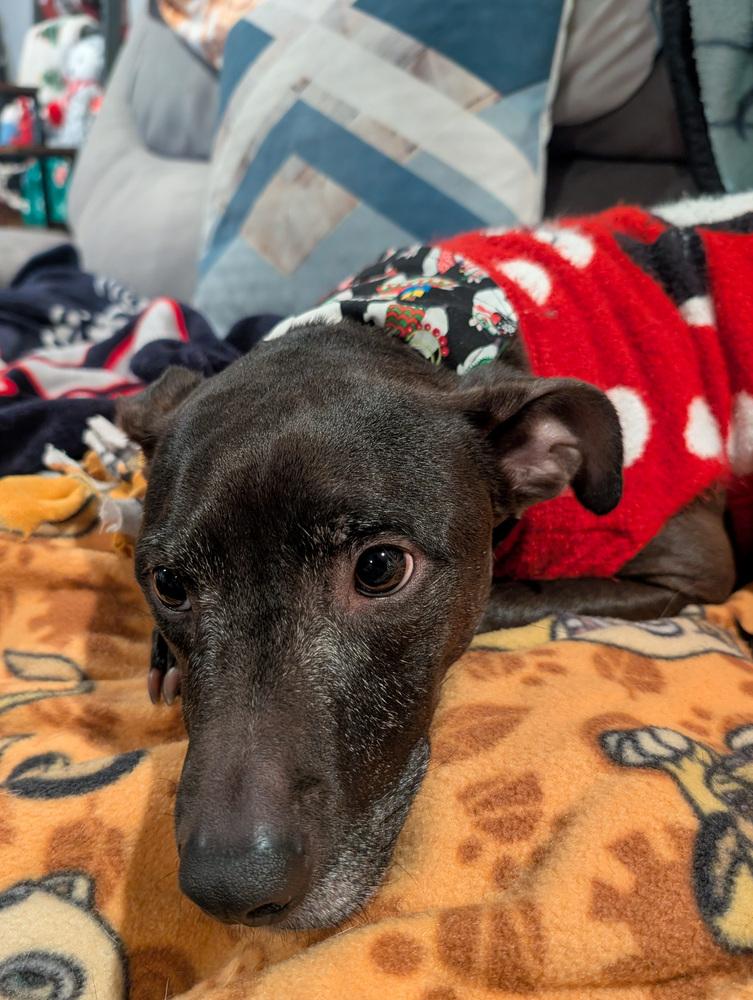 Jasper, a Adoptable mixed breed in Spokane, WA image 6/6