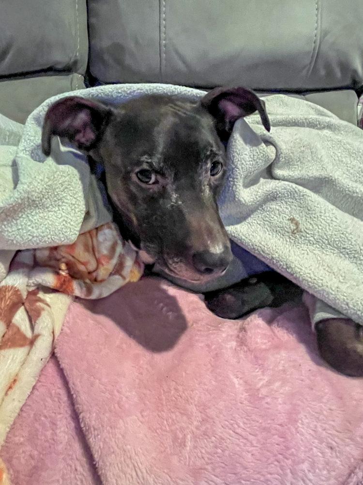 Jasper, a Adoptable mixed breed in Spokane, WA image 3/5