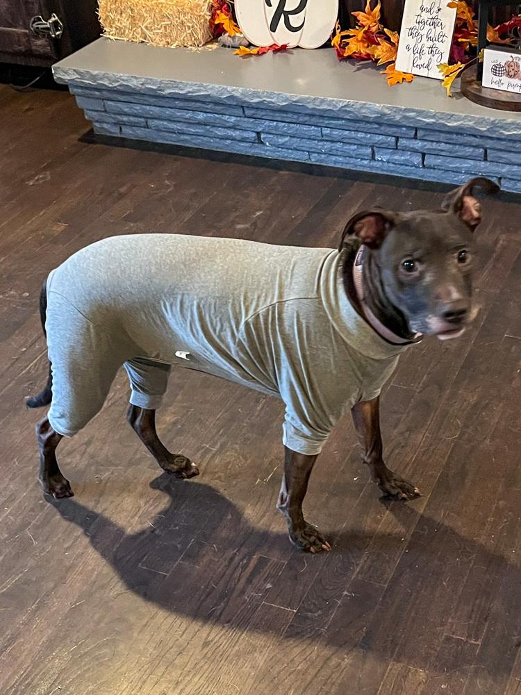 Jasper, a Adoptable mixed breed in Spokane, WA image 4/5