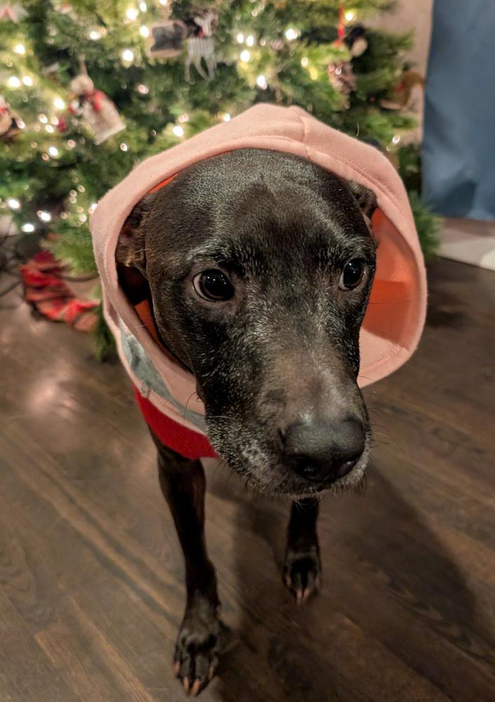 Jasper, a Adoptable mixed breed in Spokane, WA image 1/6