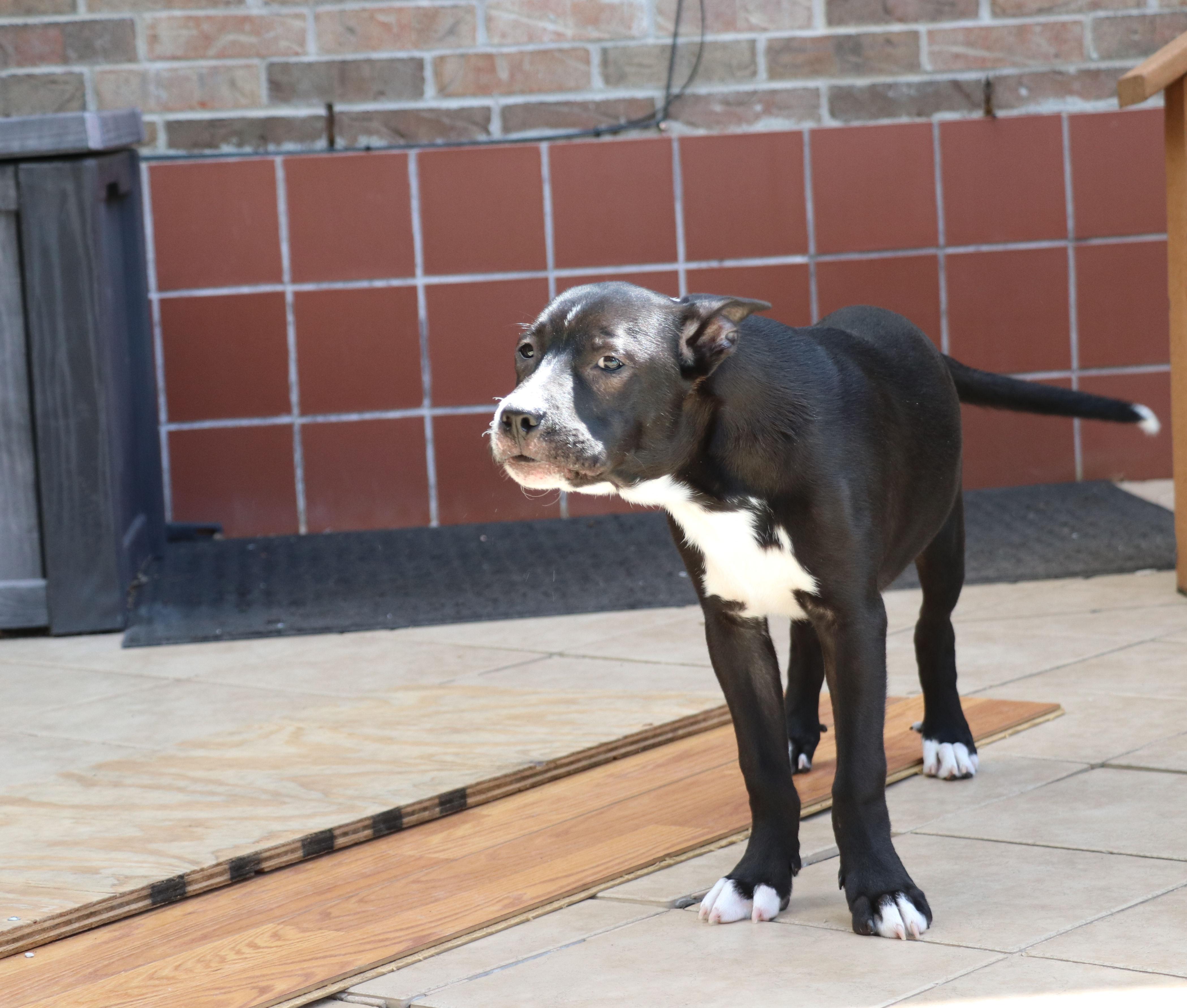 Ziggy L 5