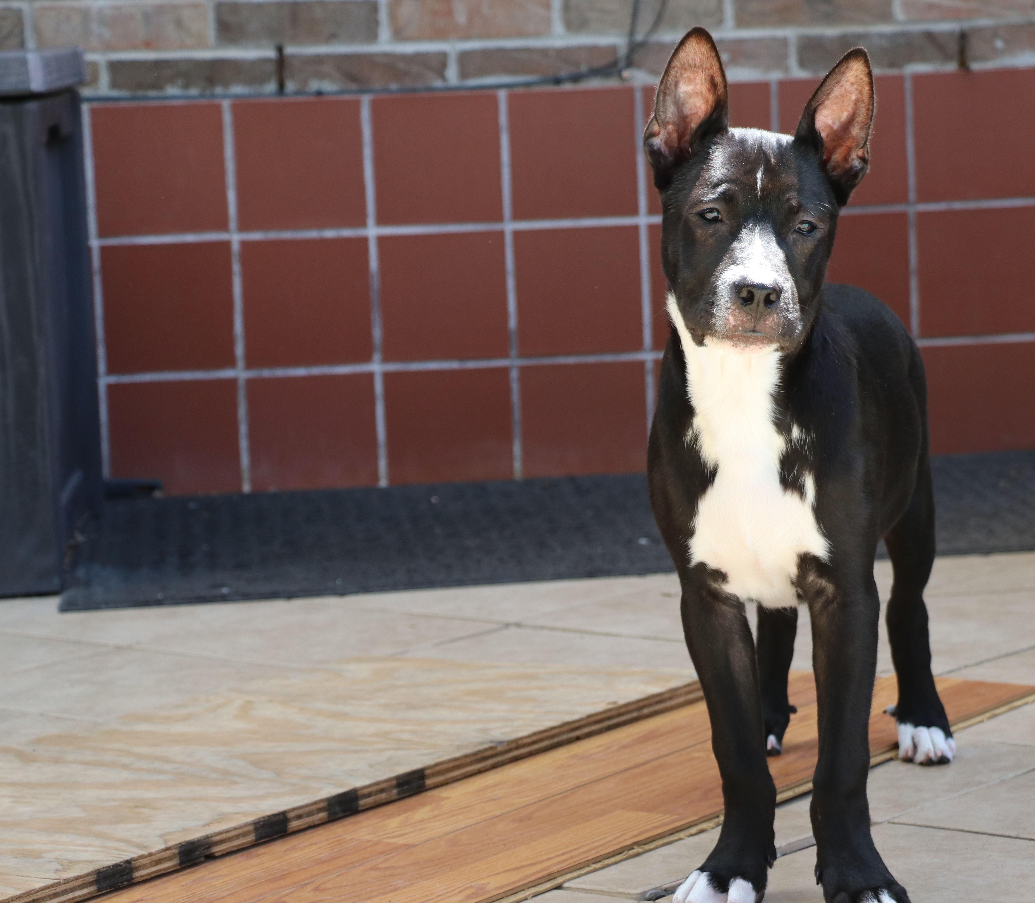 Ziggy L 3
