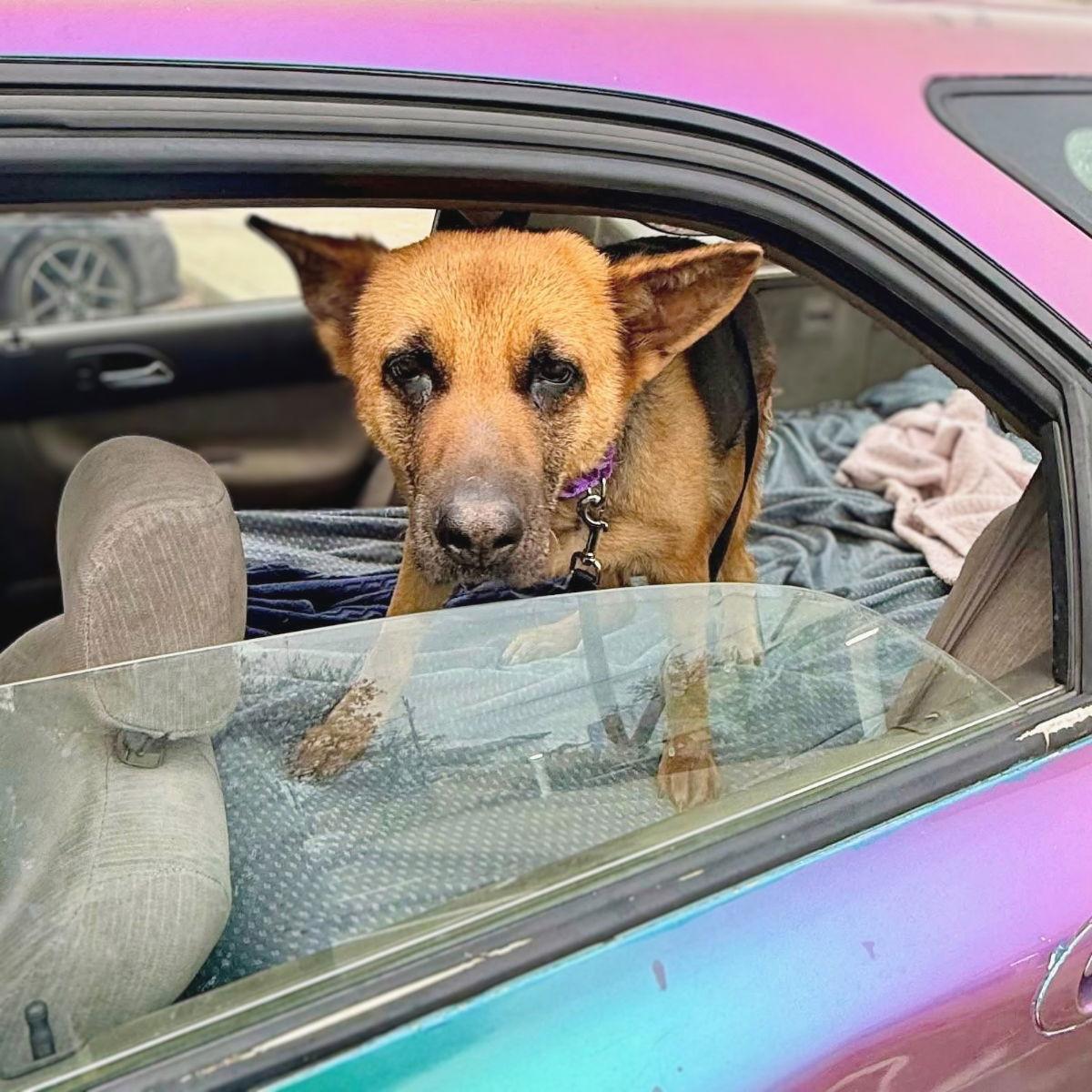 Evangeline, Adoptable, Senior Female German Shepherd Dog.