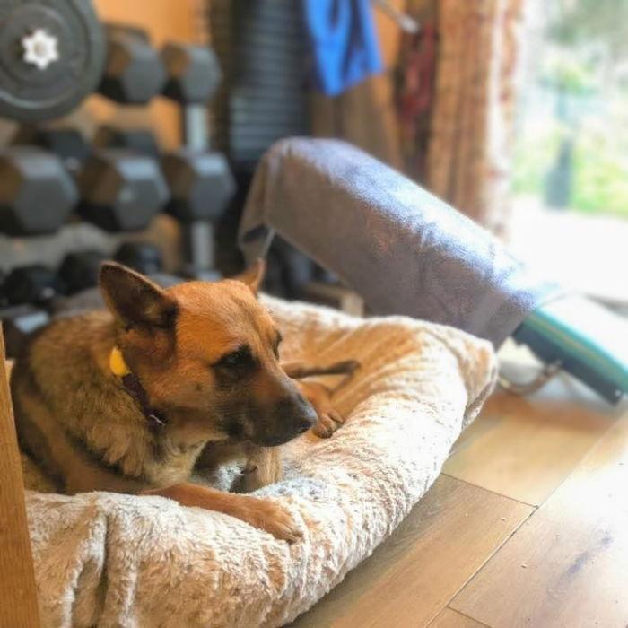 Evangeline, a Adoptable German Shepherd Dog in Oakland, CA image 2/3