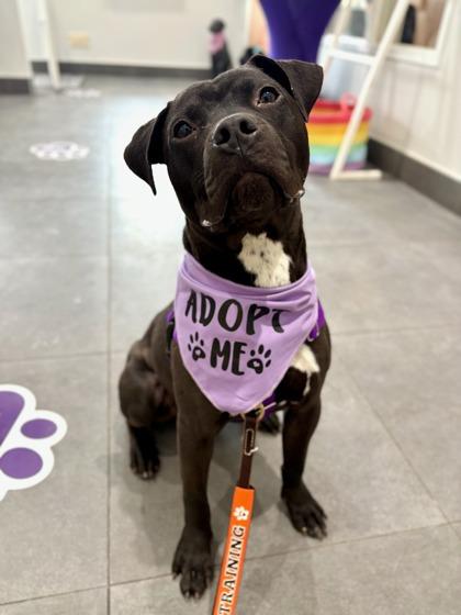 Rowan — thumbnail 2