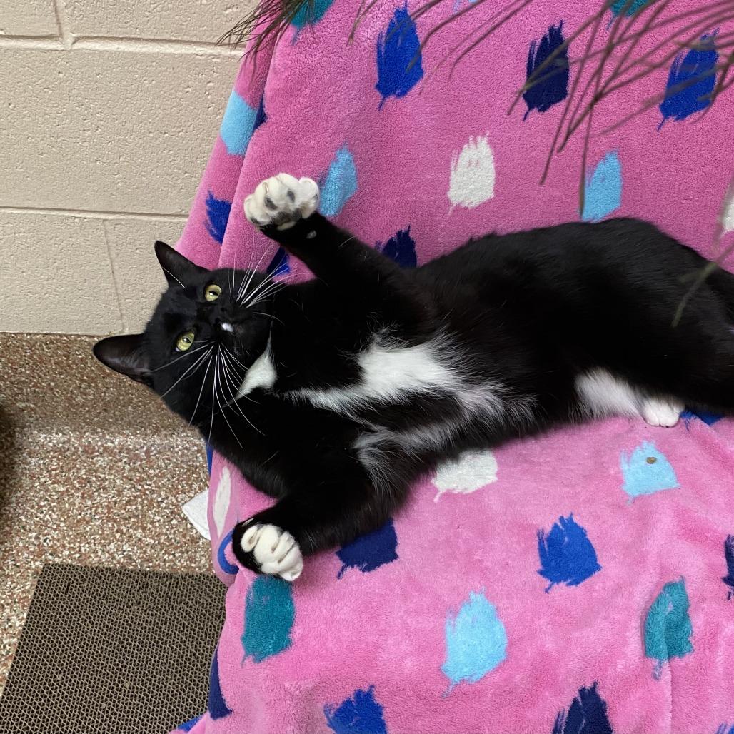 Bamby $199-In Foster, a Adoptable Domestic Short Hair in Springfield, MA image 1/5