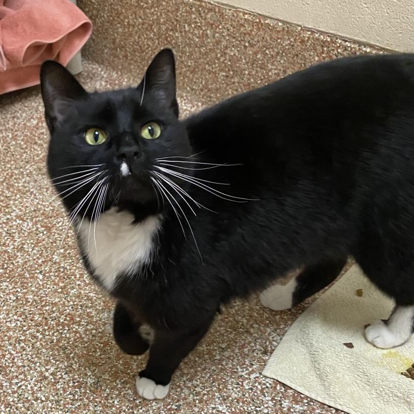 Bamby $199-In Foster, a Adoptable Domestic Short Hair in Springfield, MA image 2/5