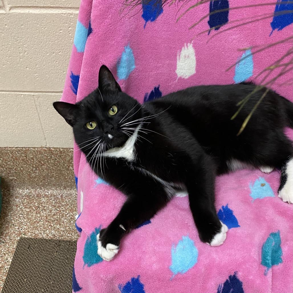 Bamby $199-In Foster, a Adoptable Domestic Short Hair in Springfield, MA image 4/5