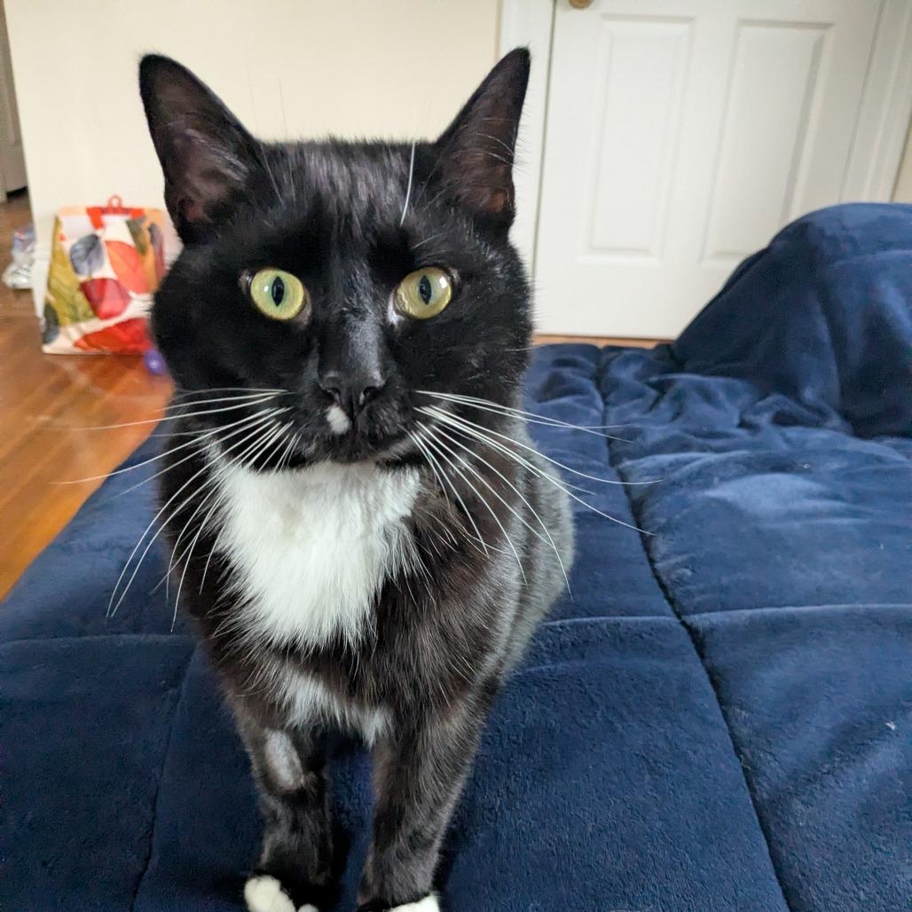 Bamby $199-In Foster, a Adoptable Domestic Short Hair in Springfield, MA image 5/5
