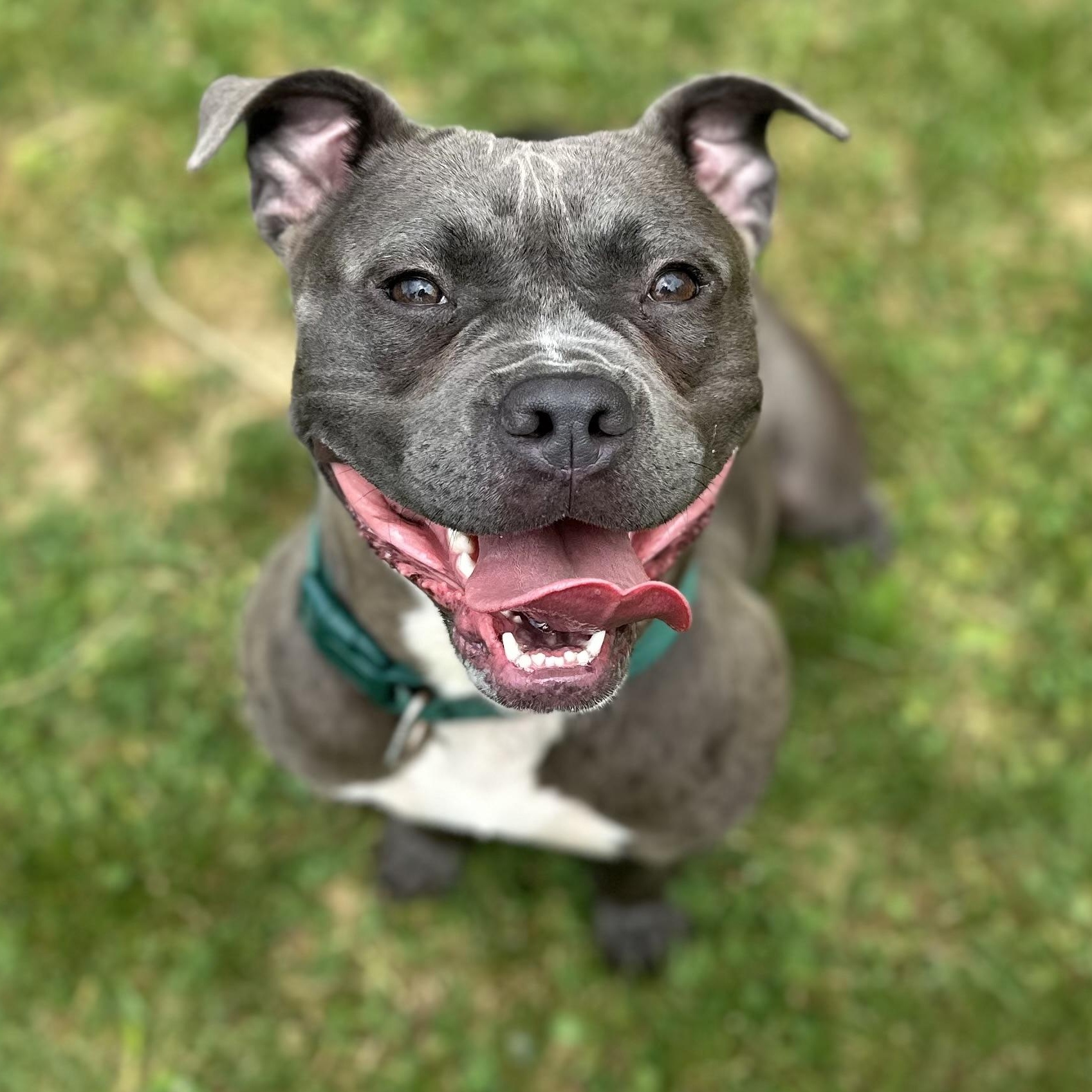 Enlarge Tiny, an adopted Mixed Breed in Youngstown, OH image 4/4