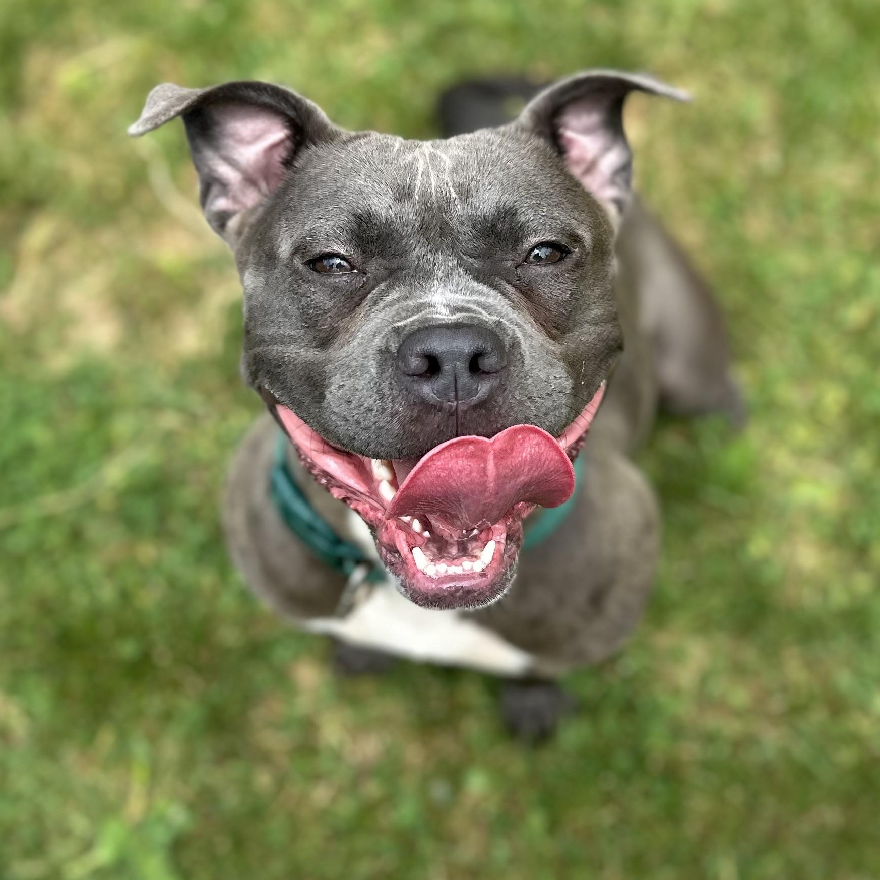 Enlarge Tiny, an adopted Mixed Breed in Youngstown, OH image 1/4