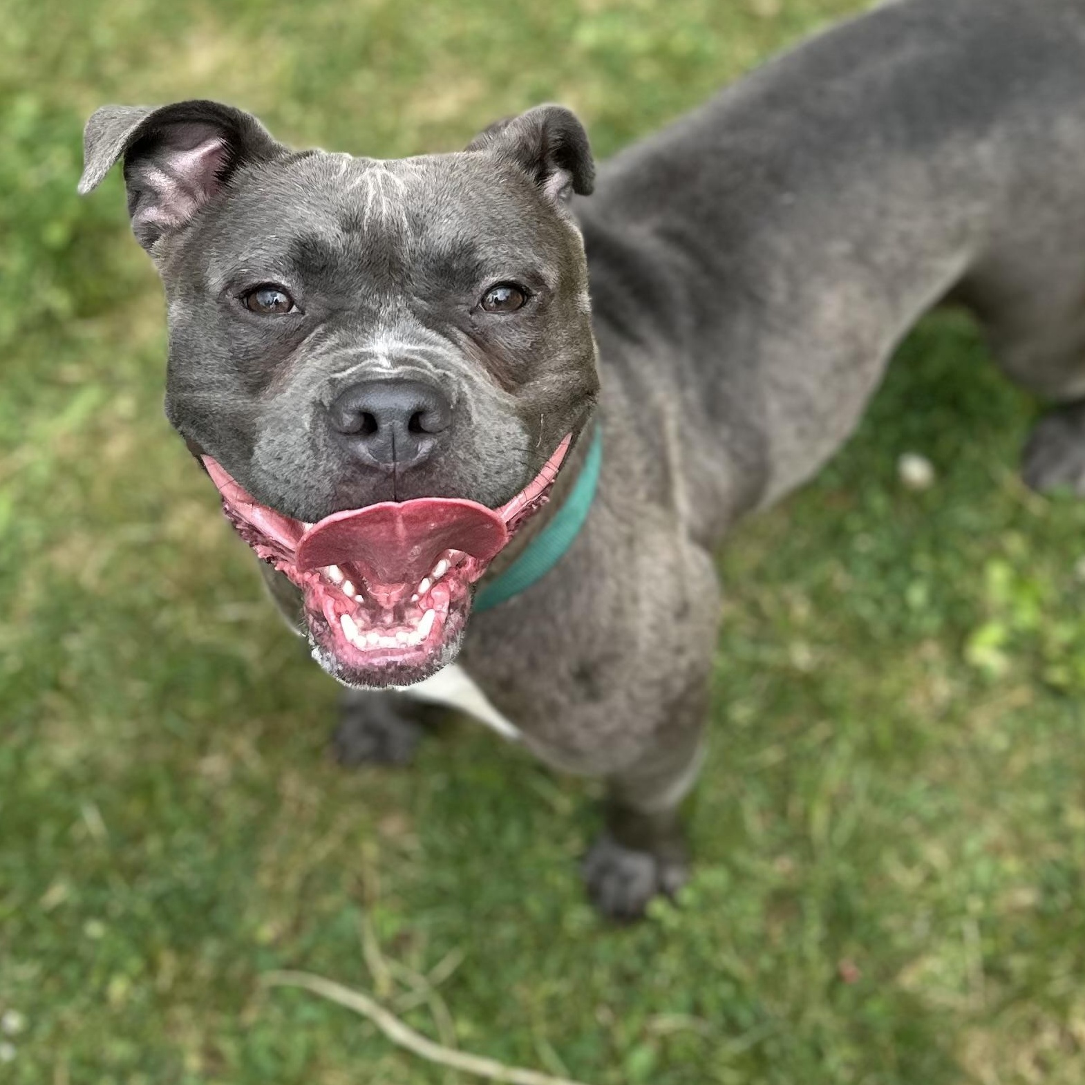Enlarge Tiny, an adopted Mixed Breed in Youngstown, OH image 3/4