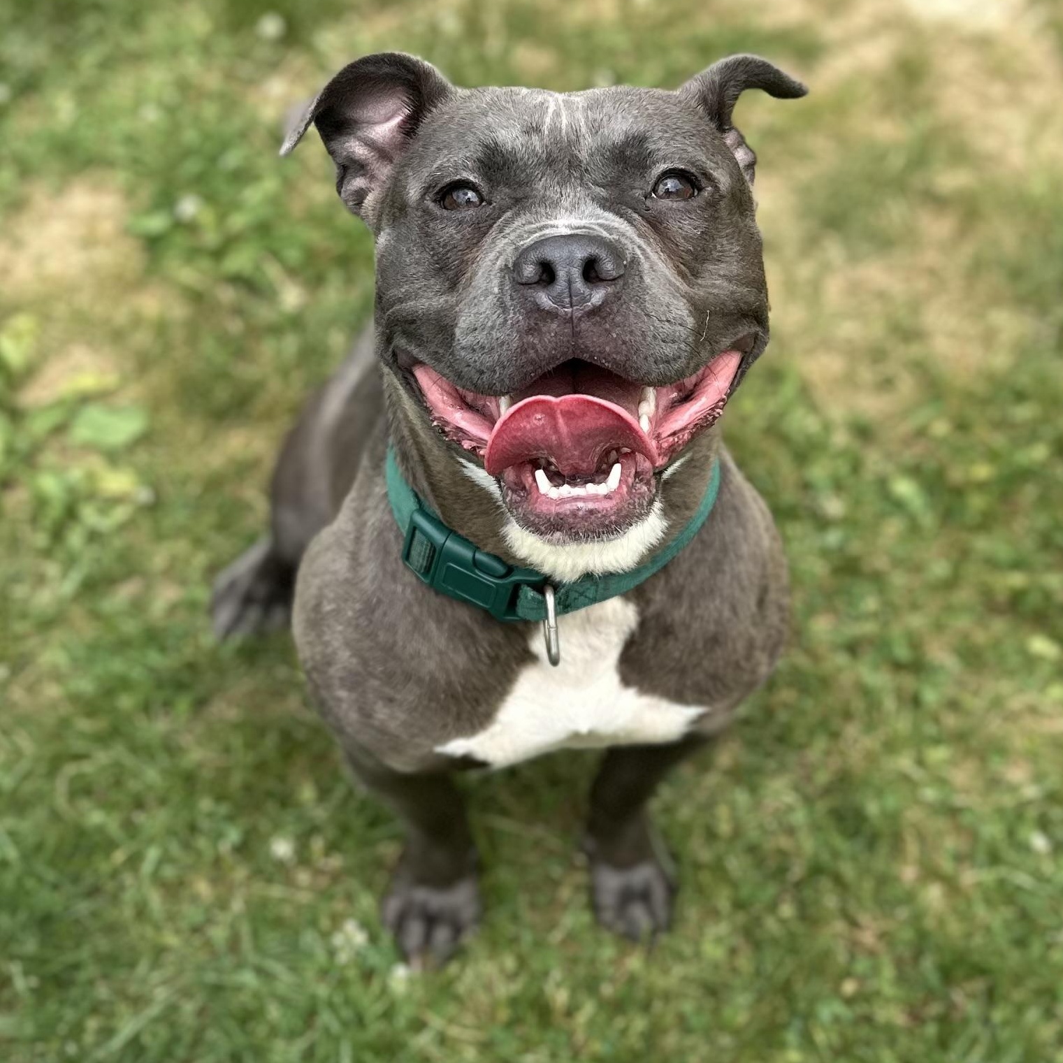 Enlarge Tiny, an adopted Mixed Breed in Youngstown, OH image 2/4