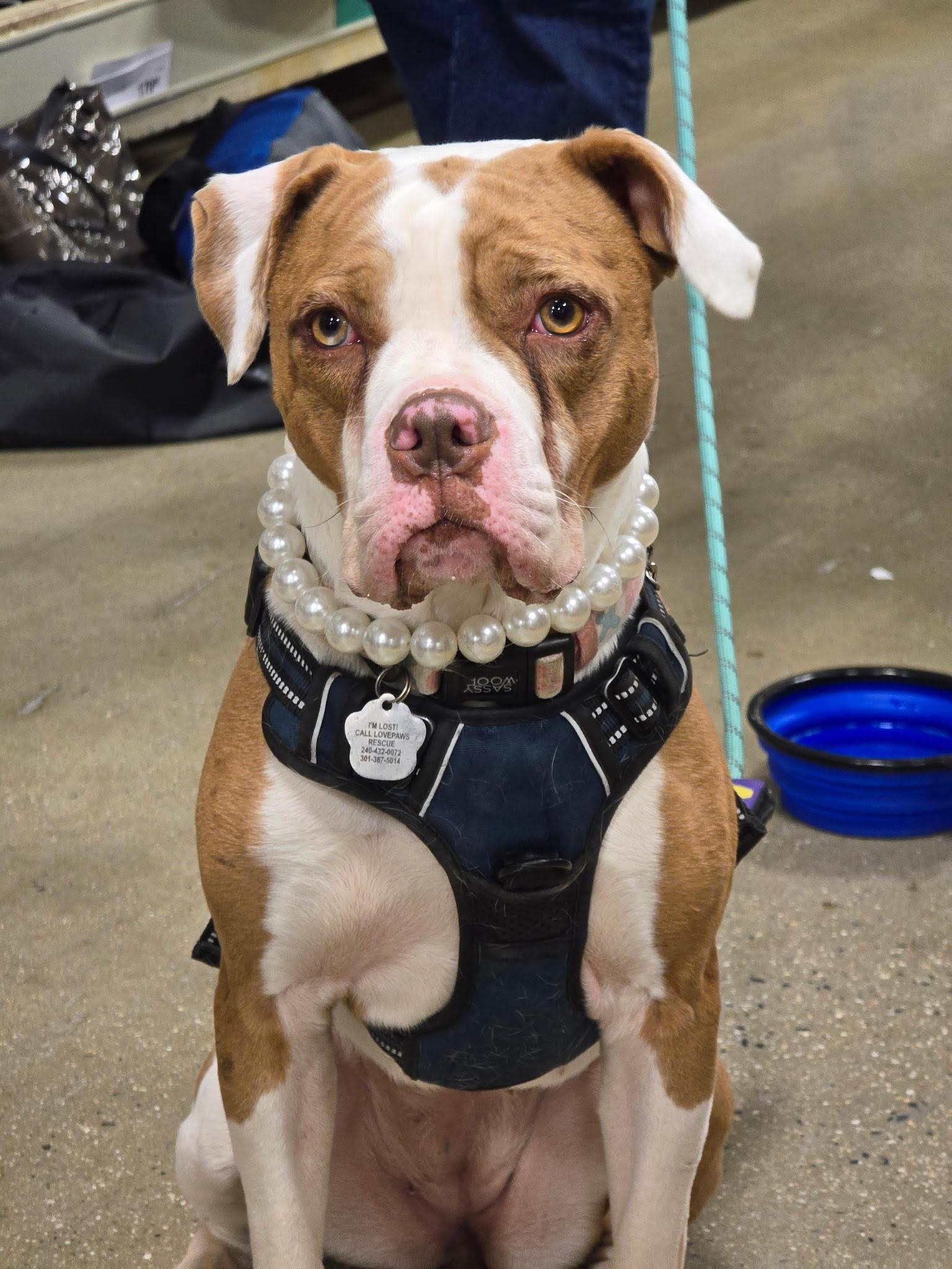 Maple, Adoptable, Young Female Pit Bull Terrier.