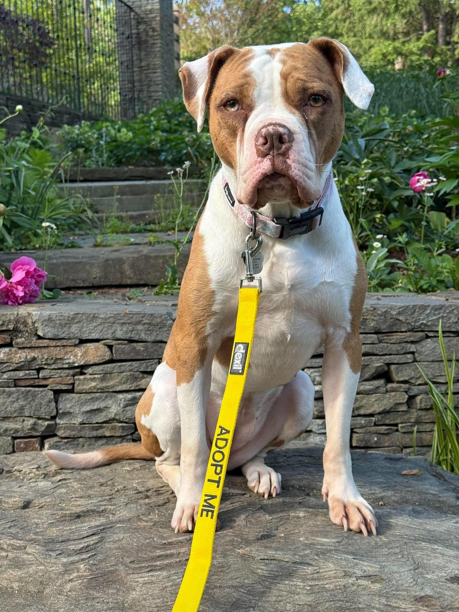 Maple, a Adoptable Pit Bull Terrier in Rockville, MD image 2/3