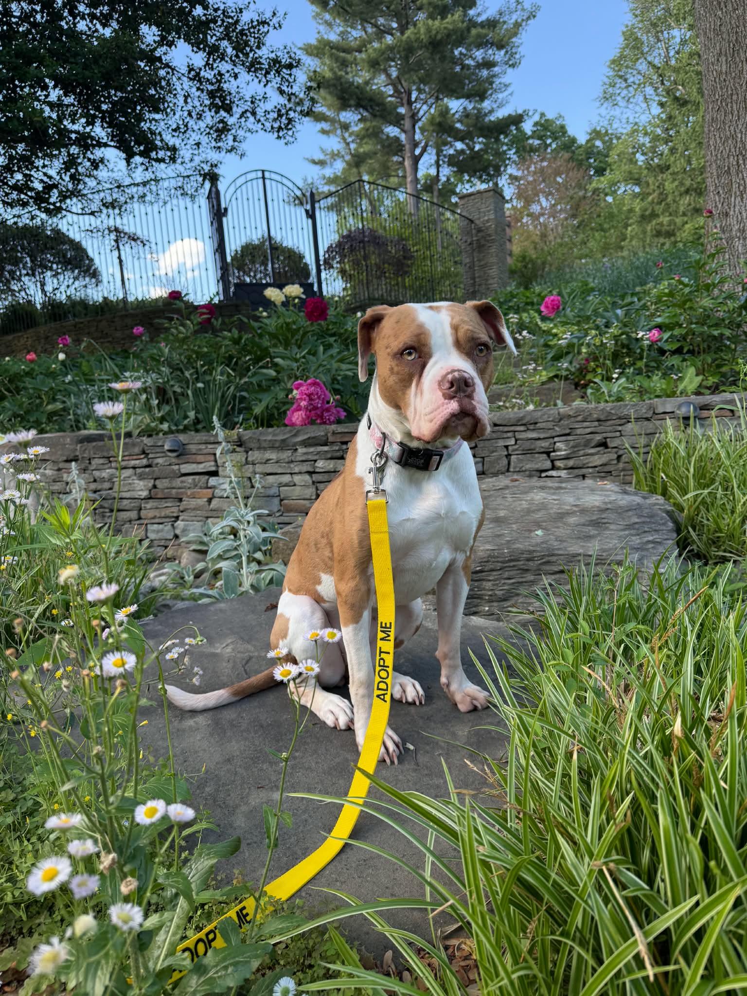Maple, a Adoptable Pit Bull Terrier in Rockville, MD image 3/3