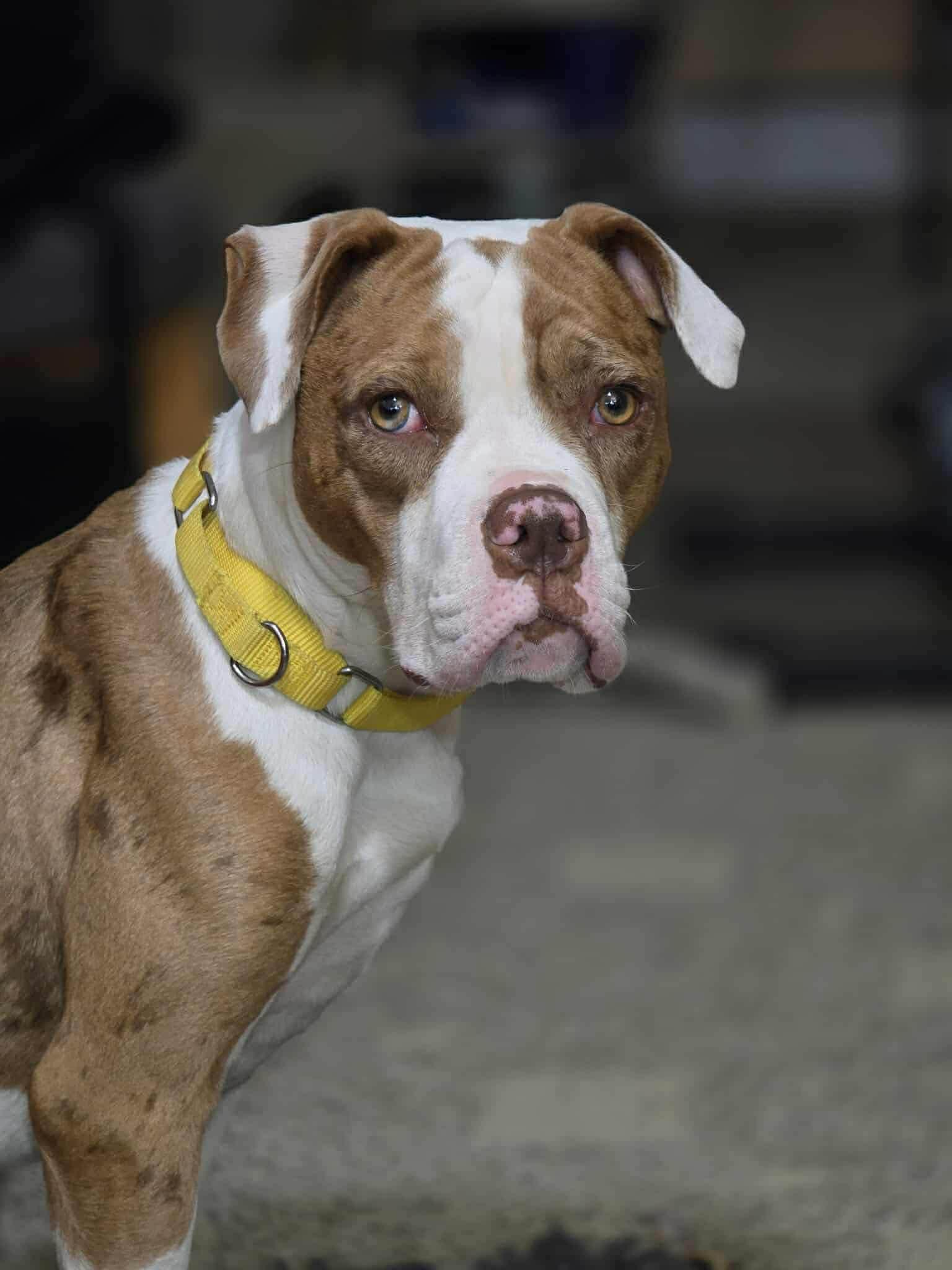 Enlarge Maple, a Adoptable Pit Bull Terrier in Rockville, MD image 1/3