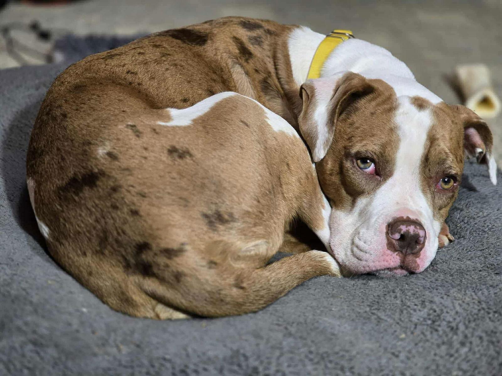 Enlarge Maple, a Adoptable Pit Bull Terrier in Rockville, MD image 2/3