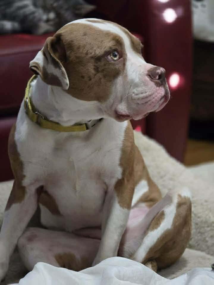 Enlarge Maple, a Adoptable Pit Bull Terrier in Rockville, MD image 3/3