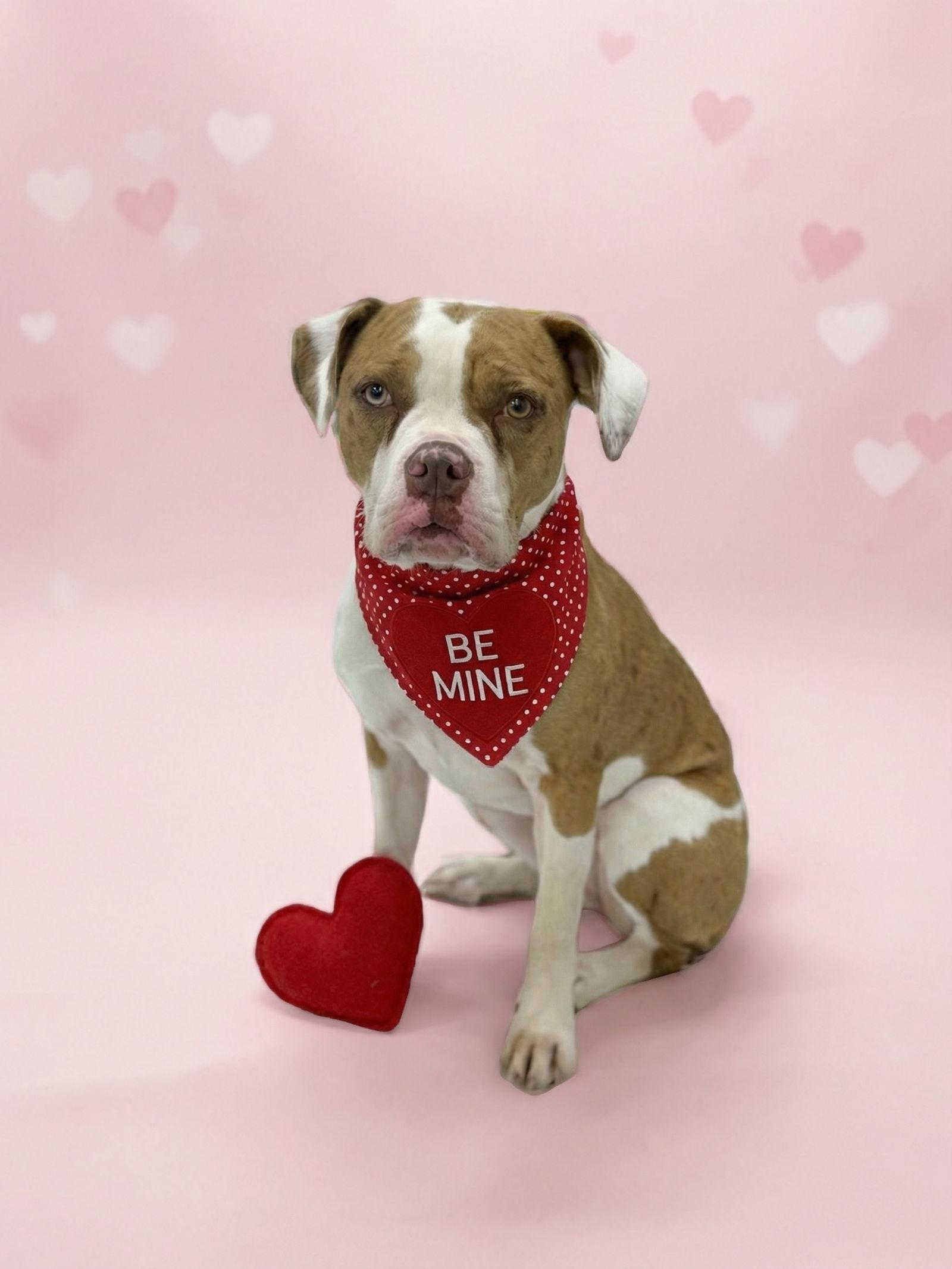 Maple, Adoptable, Young Female Pit Bull Terrier.