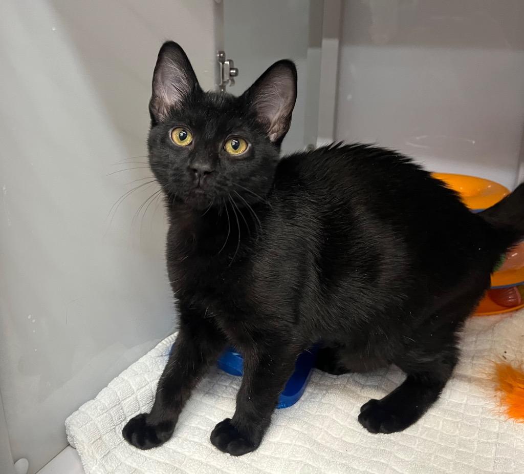 Igneous, Adoptable, Kitten Male Domestic Short Hair.