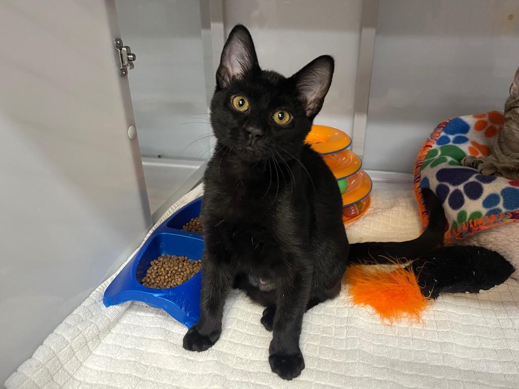 Enlarge Igneous, a Adoptable mixed breed in Raleigh, NC image 2/2