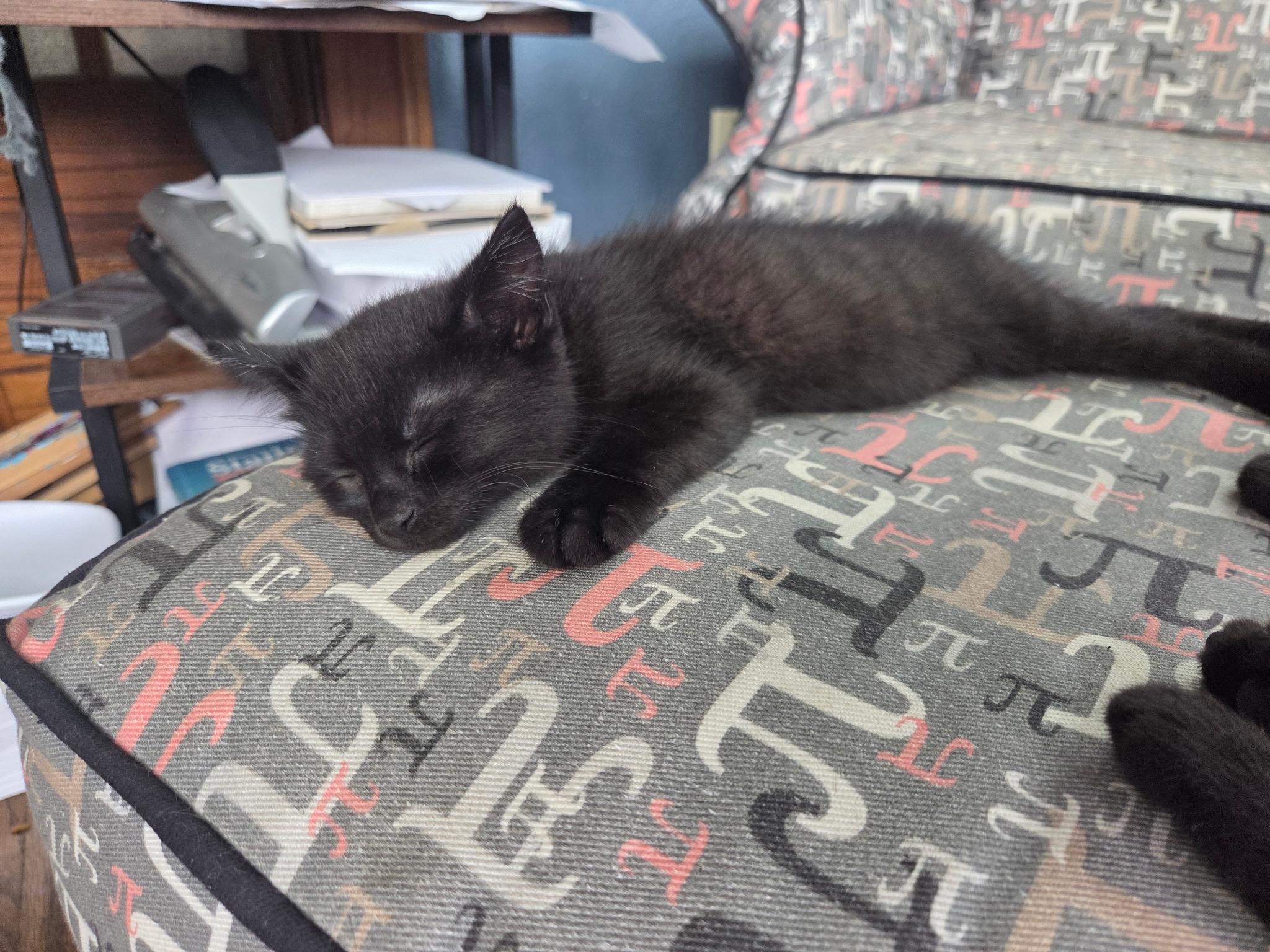Enlarge Io, a Adopted American Shorthair in Wadsworth, IL image 3/6