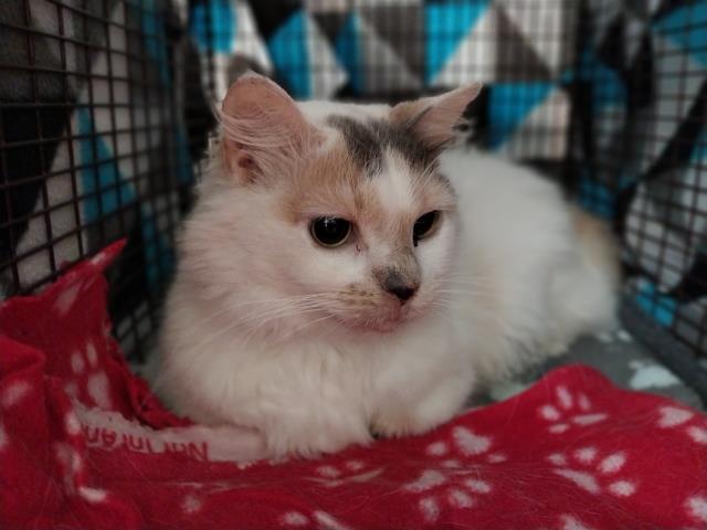 Enlarge CORDELIA, a Adoptable Domestic Medium Hair in Pensacola, FL image 1/1