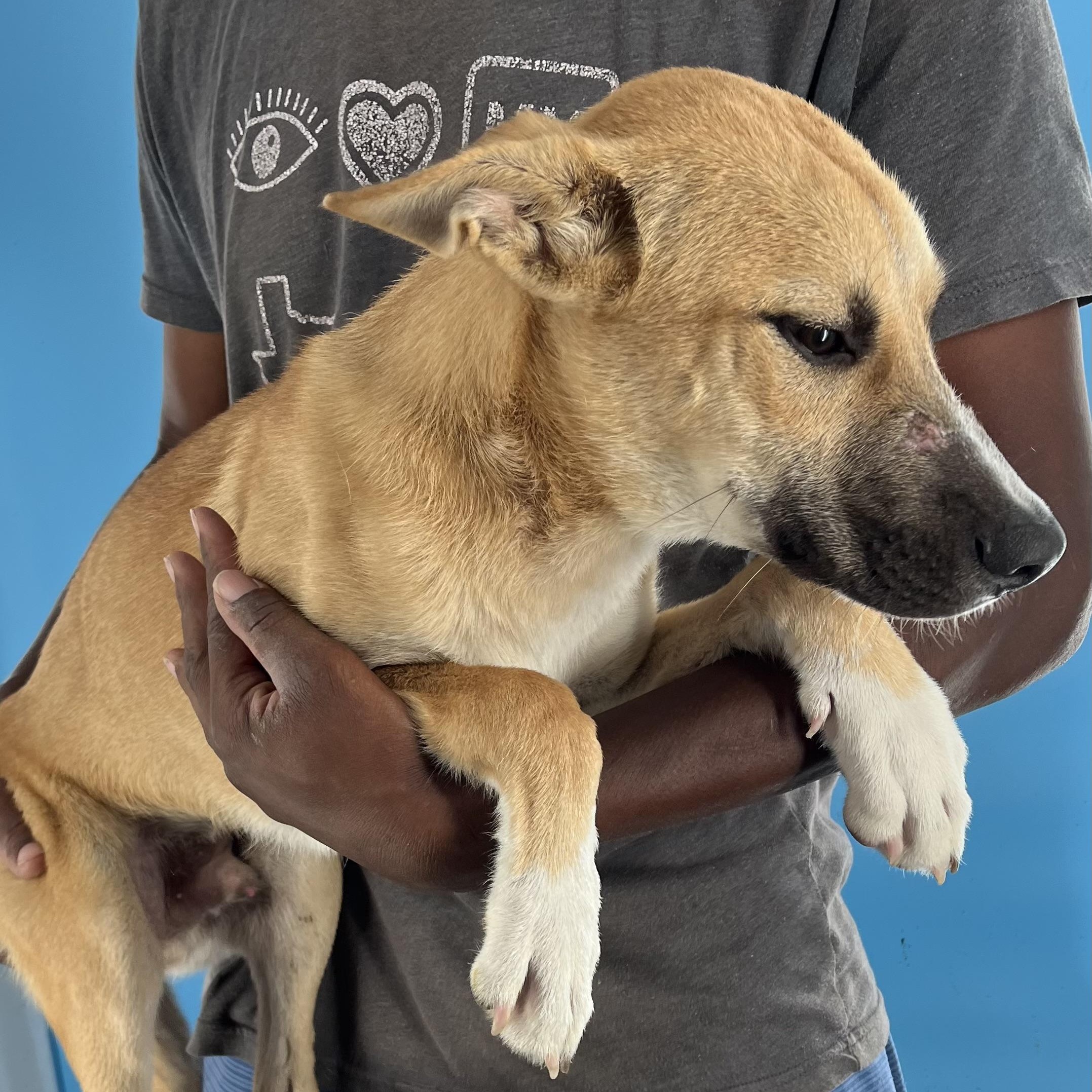 Ash - Local Sept 26-28