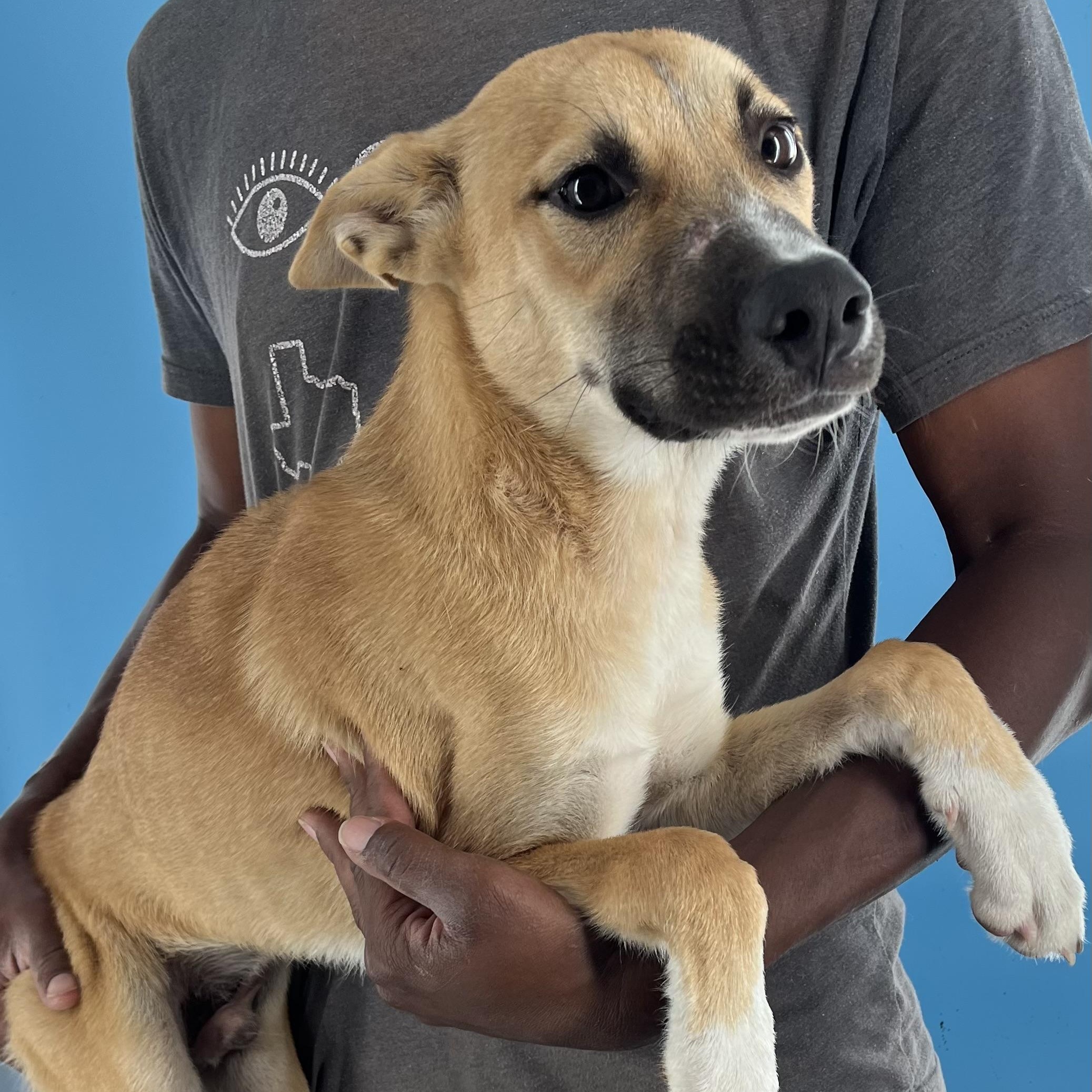 Ash - Local Sept 26-28