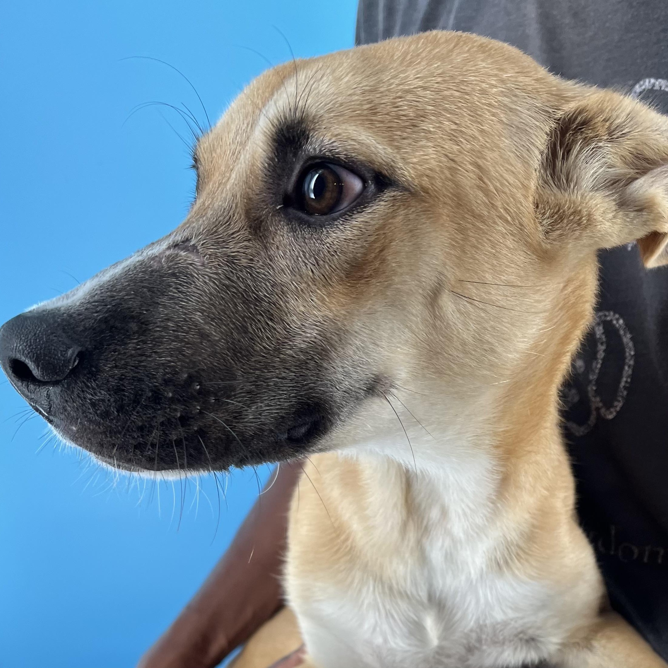 Ash - Local Sept 26-28