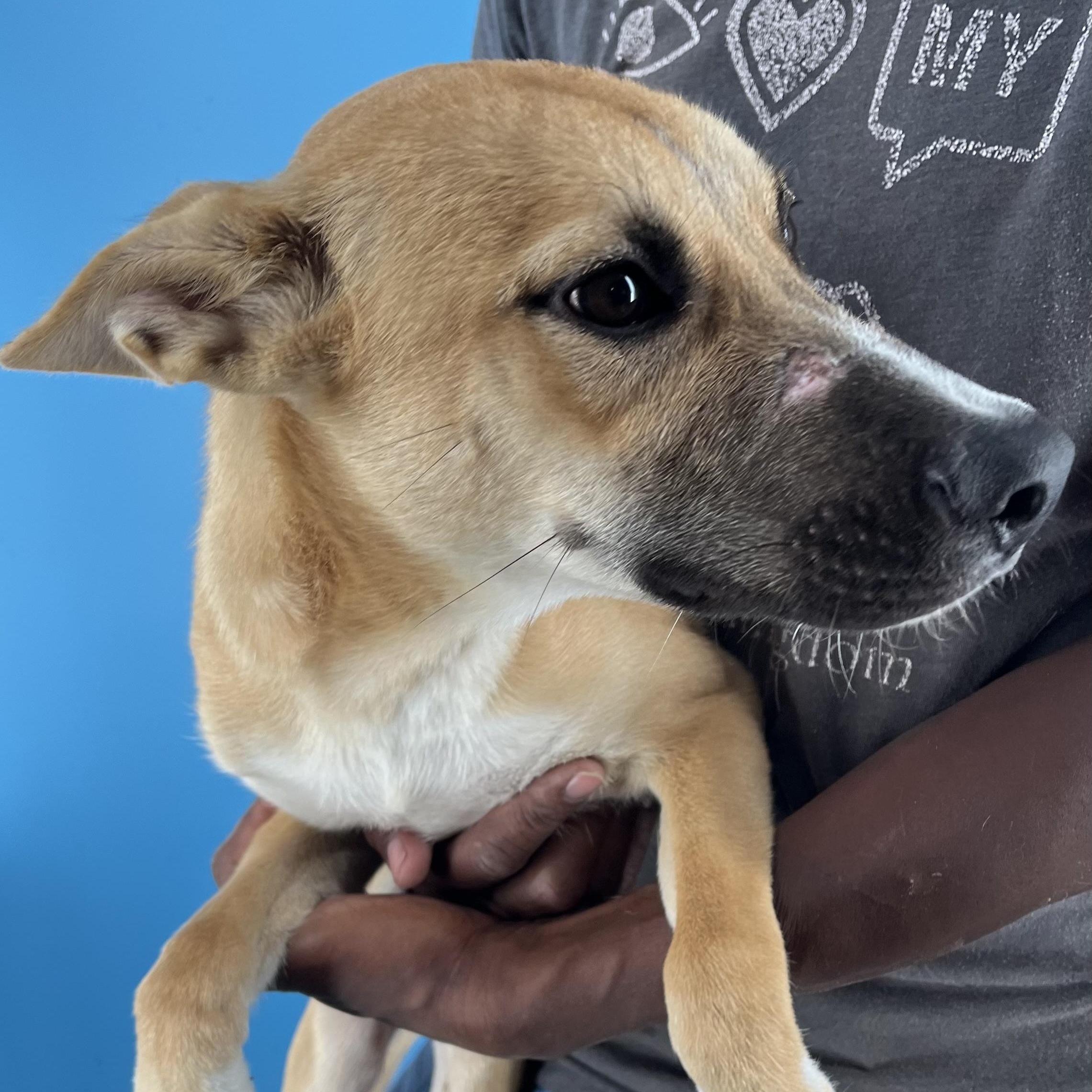 Ash - Local Sept 26-28