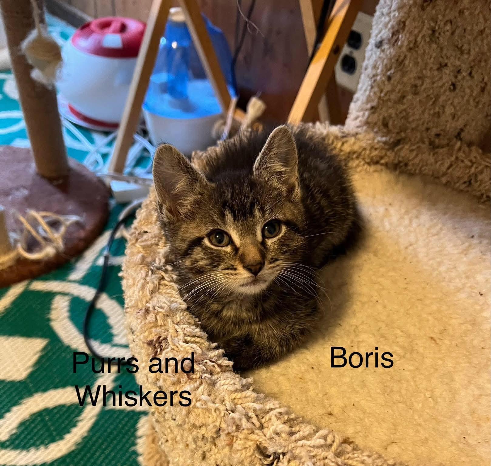 Boris 3