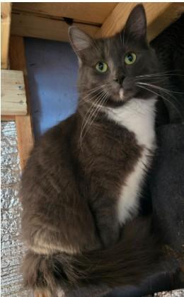 Enlarge Fizzgig, a Adoptable Maine Coon in La Jolla, CA image 1/1