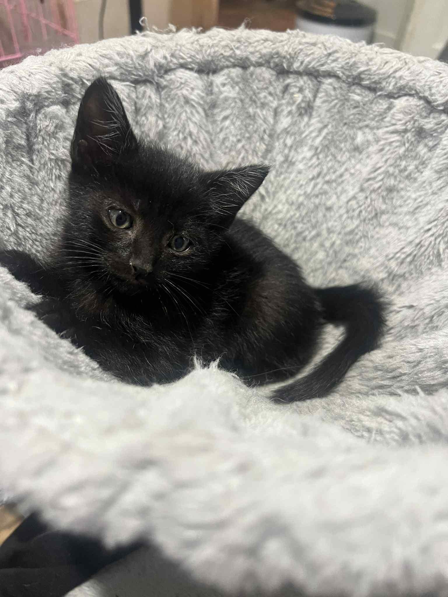 Thistle, a Adoptable Domestic Short Hair in Wadsworth, OH image 1/2