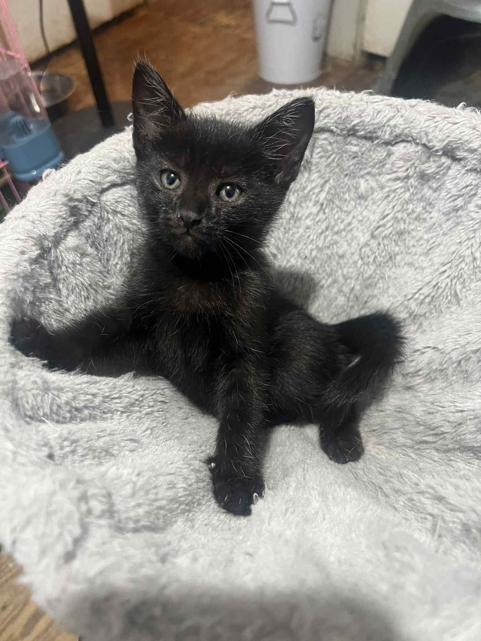 Thistle, a Adoptable Domestic Short Hair in Wadsworth, OH image 2/2