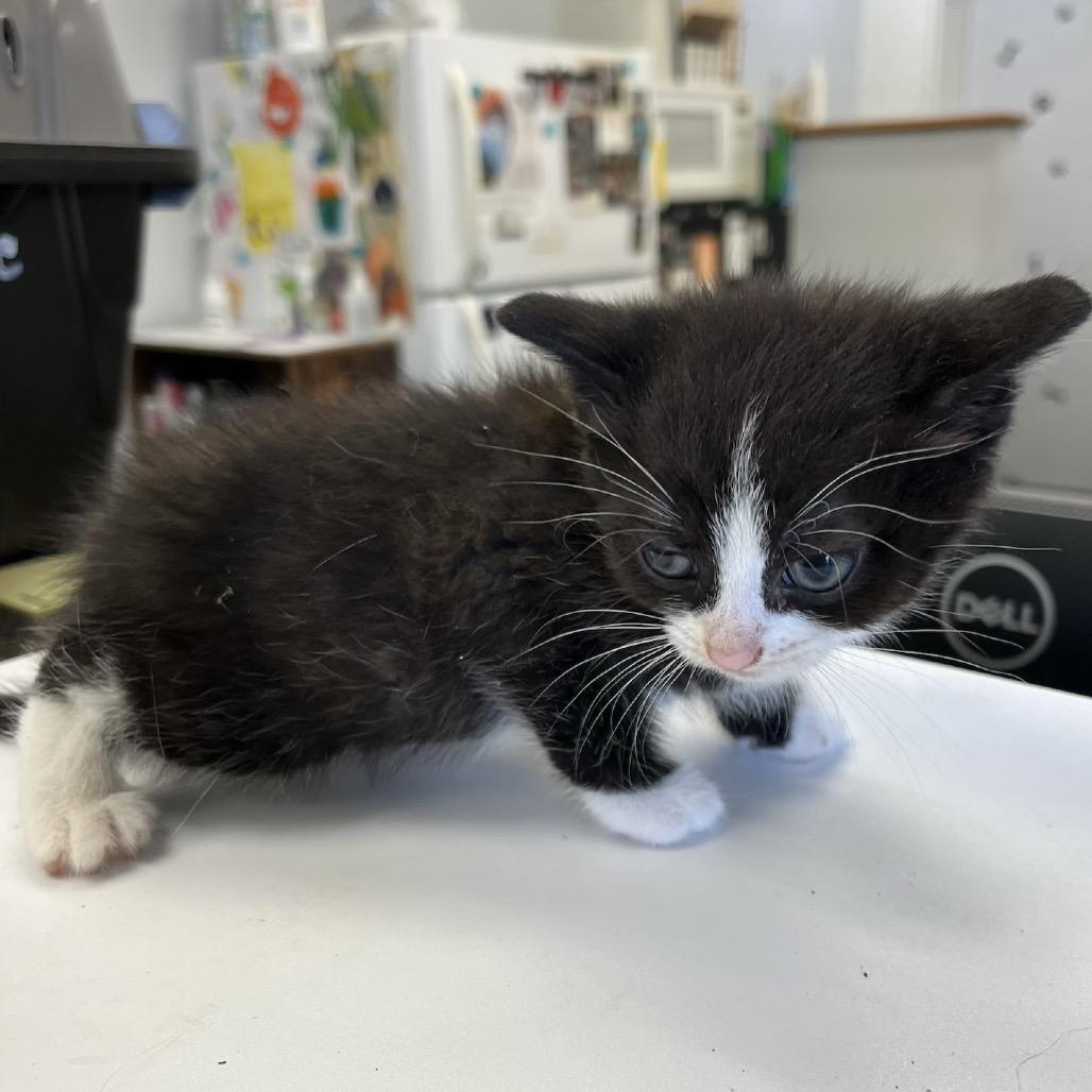 Parsley, Adoptable, Kitten Female Domestic Short Hair & Domestic Short Hair.