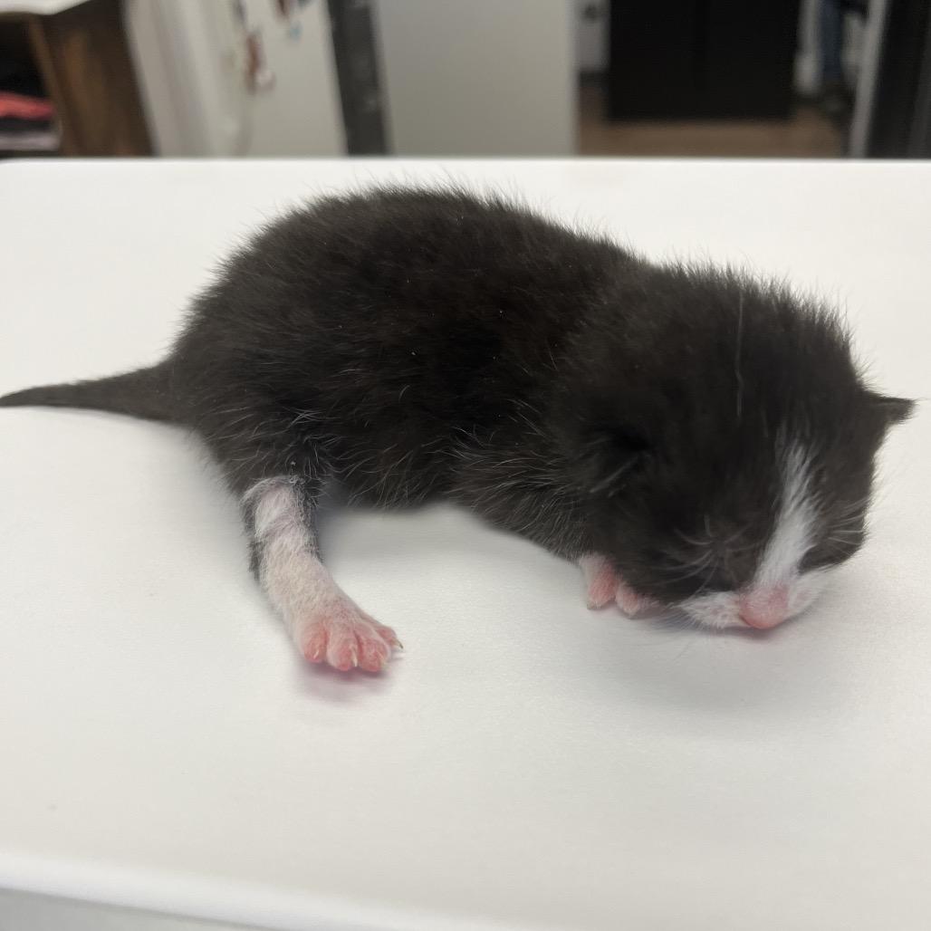 Parsley, Adoptable, Kitten Female Domestic Short Hair & Domestic Short Hair.