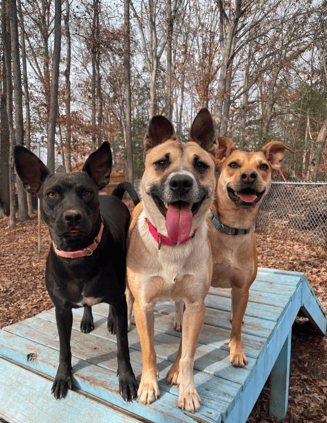 Ginger, Adoptable, Young Female Shepherd.