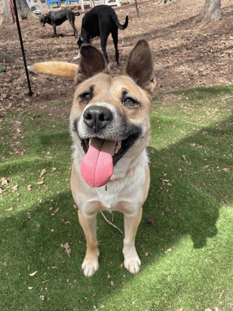 Enlarge Ginger, a Adoptable Shepherd in Greenville, SC image 2/3
