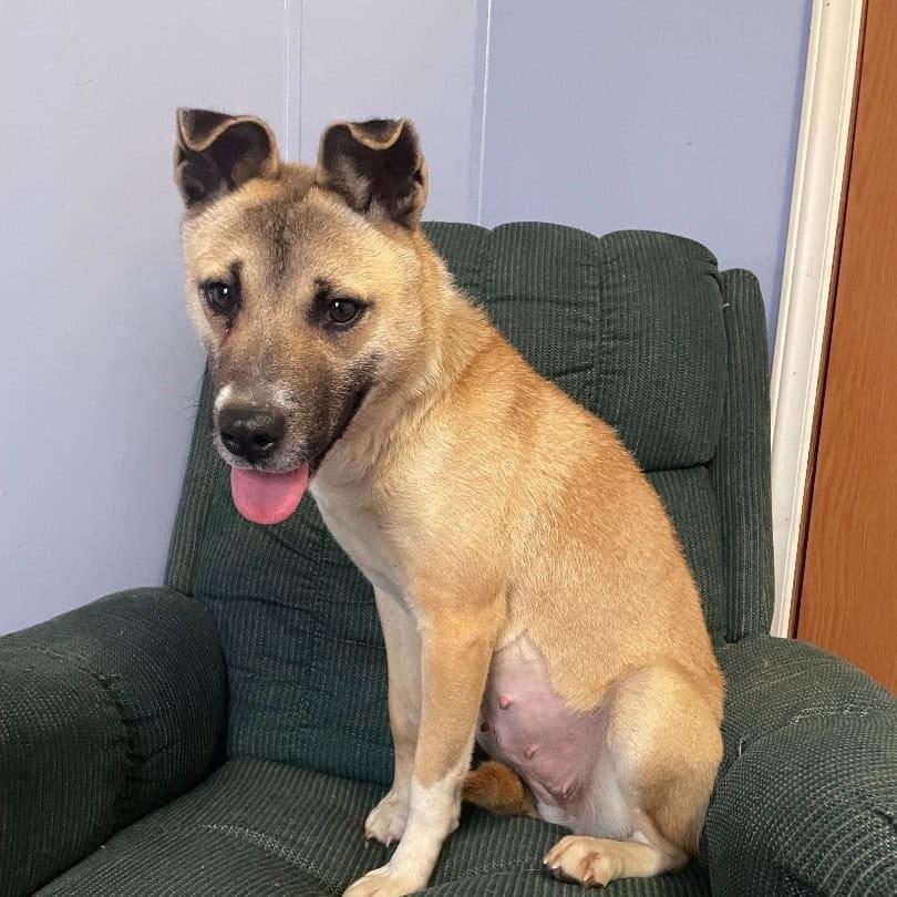 Enlarge Ginger, a Adoptable Shepherd in Greenville, SC image 3/3
