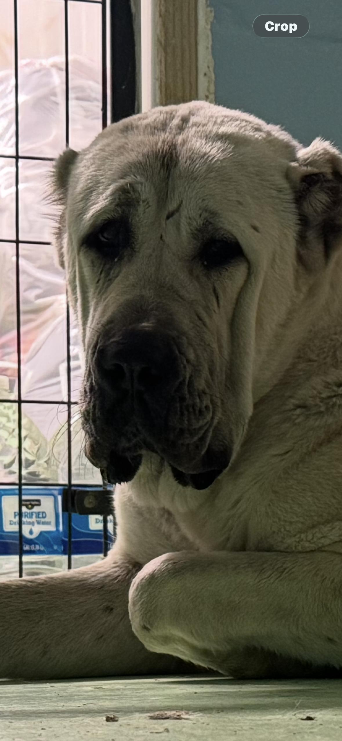 Enlarge BANU - HOUSTON TX, a Adoptable Anatolian Shepherd in Alvin, TX image 3/3