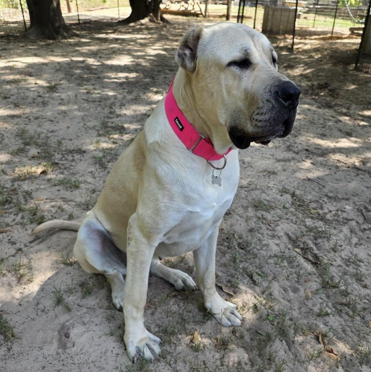 Enlarge BANU - HOUSTON TX, a Adoptable Anatolian Shepherd in Alvin, TX image 4/6