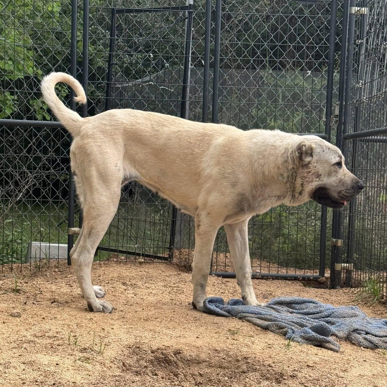 Enlarge BANU - HOUSTON TX, a Adoptable Anatolian Shepherd in Alvin, TX image 2/3