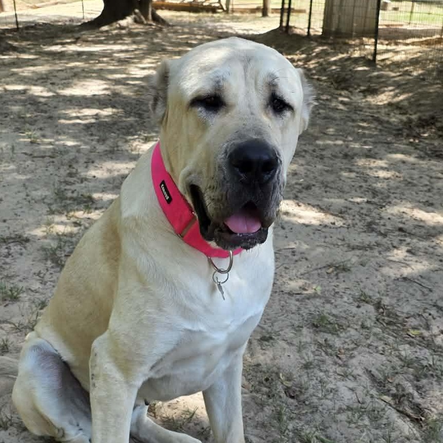 Enlarge BANU - HOUSTON TX, a Adoptable Anatolian Shepherd in Alvin, TX image 5/6